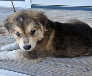Collie-Labrador Retriever Mix Dogs for adoption in Royal Palm Beach, FL, USA