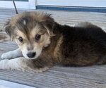 Small Collie-Labrador Retriever Mix