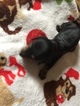 Small Photo #5 Dachshund Puppy For Sale in KINGSLAND, TX, USA