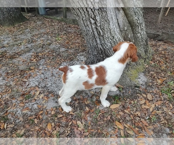 Medium Photo #1 Brittany Puppy For Sale in FORT MC COY, FL, USA