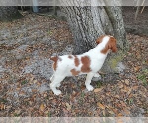 Brittany Puppy for sale in FORT MC COY, FL, USA
