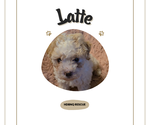 Small Maltipoo (Miniature)