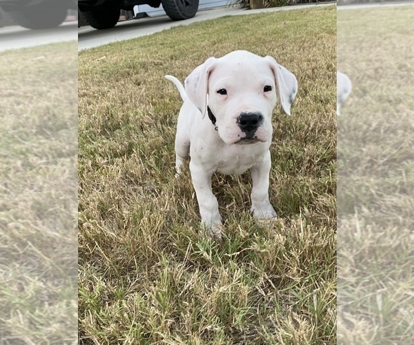 Medium Photo #19 Dogo Argentino Puppy For Sale in SAN ANTONIO, TX, USA