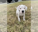Small Photo #19 Dogo Argentino Puppy For Sale in SAN ANTONIO, TX, USA