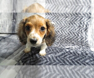 Dachshund Puppy for sale in HAWESVILLE, KY, USA