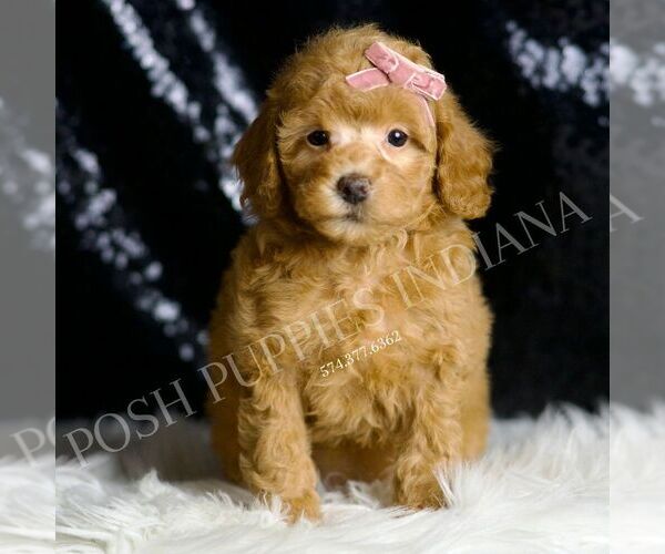 Medium Photo #1 Poodle (Toy) Puppy For Sale in WARSAW, IN, USA