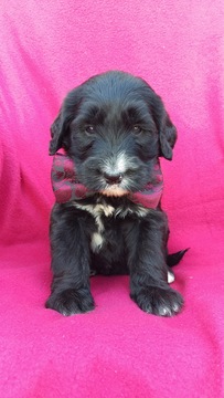 Medium Photo #1 Bernese Mountain Dog-Goldendoodle Mix Puppy For Sale in LANCASTER, PA, USA