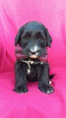View Ad: Bernese Mountain Dog-Goldendoodle Mix Puppy for Sale near