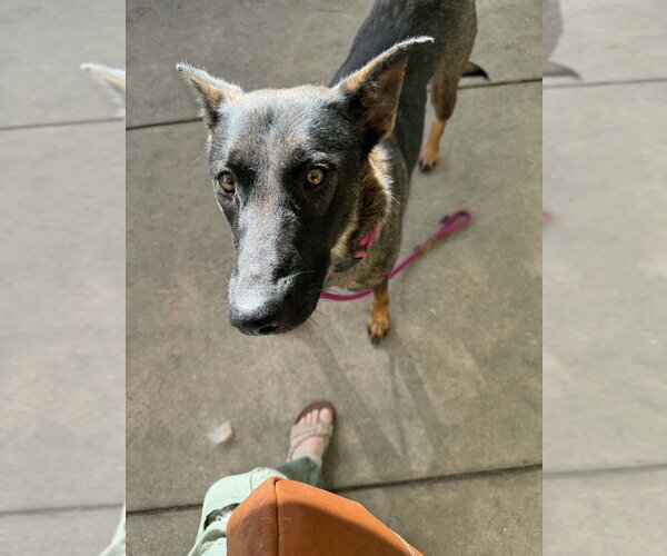 Medium Photo #3 German Shepherd Dog-Unknown Mix Puppy For Sale in Imlay City, MI, USA