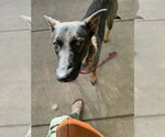 Small #2 German Shepherd Dog Mix