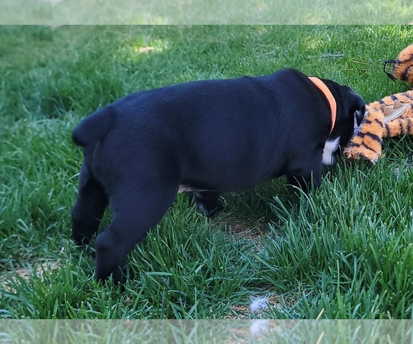 Medium Photo #8 Olde English Bulldogge Puppy For Sale in ATHOL, ID, USA