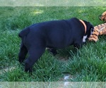 Small #7 Olde English Bulldogge