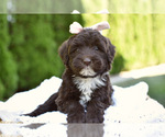 Small #4 Portuguese Water Dog