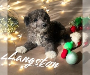Bichpoo Puppy for sale in NOVI, MI, USA