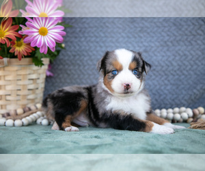 Medium Miniature Australian Shepherd