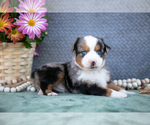 Puppy Buddy Miniature Australian Shepherd