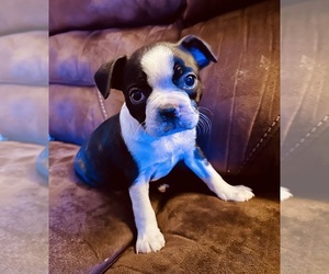 Boston Terrier Puppy for sale in WASHBURN, MO, USA