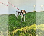 Small #3 Treeing Walker Coonhound Mix