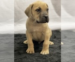 Small Photo #3 Boerboel Puppy For Sale in QUAPAW, OK, USA