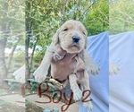 Puppy Boy 2 Goldendoodle