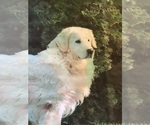 Small Photo #1 Golden Retriever Puppy For Sale in CENTRAL MANOR, PA, USA