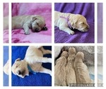 Small Photo #11 Goldendoodle Puppy For Sale in MORENO VALLEY, CA, USA