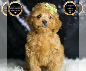 Poodle (Toy) Puppy for sale in WARSAW, IN, USA