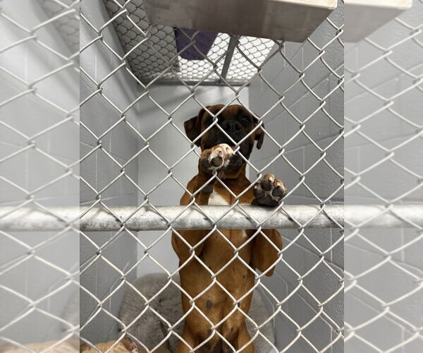 Medium Photo #3 Boxer Puppy For Sale in Austin, TX, USA