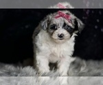 Small #4 Morkie