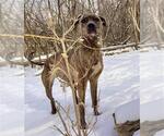 Small #1 Plott Hound Mix