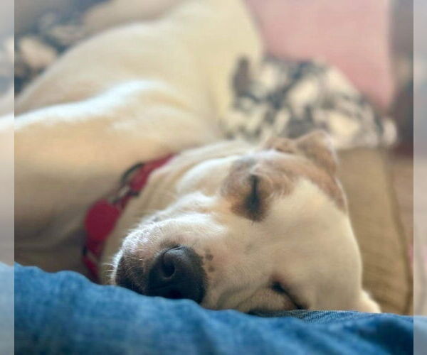 Medium Photo #3 Mutt Puppy For Sale in Springdale, PA, USA