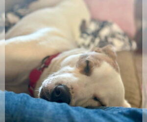 Luna - Female Mutt Dog for Adoption - Photo #3