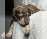 Small Photo #8 Goldendoodle Puppy For Sale in HOWARD CITY, MI, USA