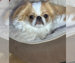 Father of the Japanese Chin puppies born on 01/10/2025