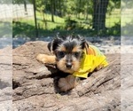 Small #8 Yorkshire Terrier