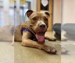 Small American Staffordshire Terrier