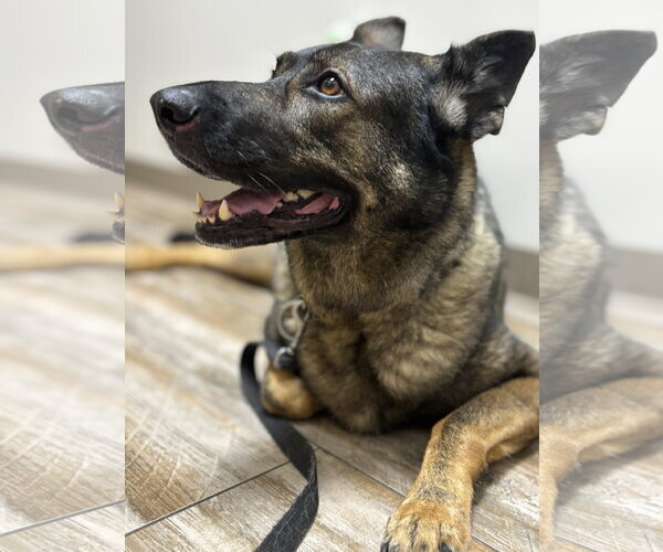 Medium Photo #9 German Shepherd Dog Puppy For Sale in Centreville, VA, USA