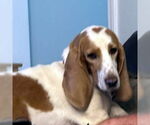 Small #4 Basset Hound
