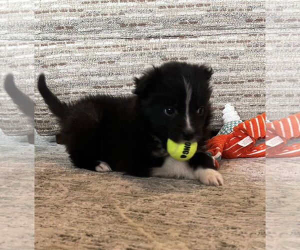 Medium Photo #10 Carolina Dog Puppy For Sale in Highland, IL, USA