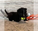 Small #9 Carolina Dog
