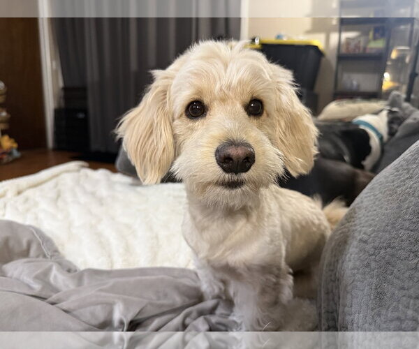 Medium Photo #1 Cock-A-Poo-Unknown Mix Puppy For Sale in Phoenix, AZ, USA