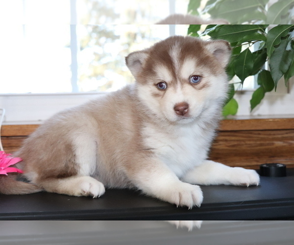 Medium Photo #3 Pomsky Puppy For Sale in SHILOH, OH, USA