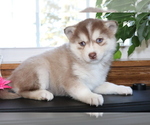 Small Photo #3 Pomsky Puppy For Sale in SHILOH, OH, USA