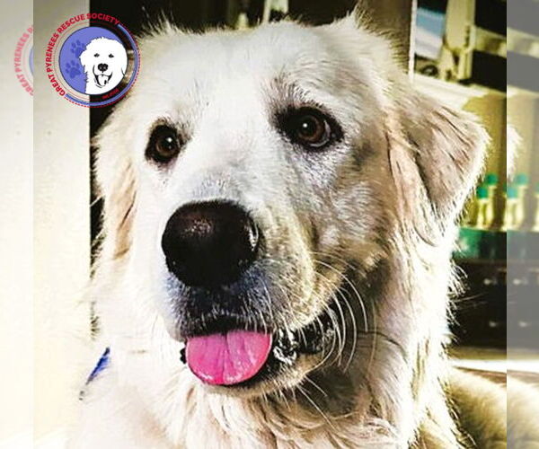 Medium Photo #4 Great Pyrenees Puppy For Sale in Spring, TX, USA