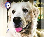 Small #3 Great Pyrenees