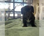 Small #1 Mutt