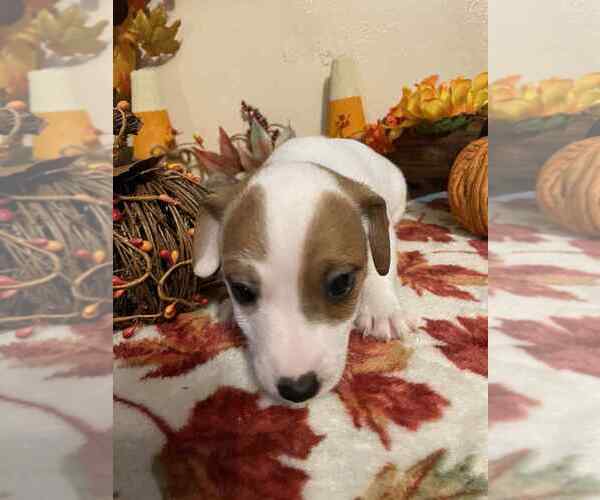 Medium Photo #2 Jack Russell Terrier Puppy For Sale in LINCOLN, IL, USA