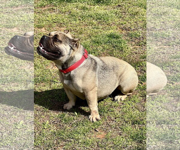 Medium Photo #5 American Bulldog Puppy For Sale in Lakemont, GA, USA