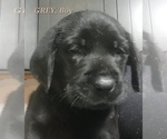 Small Photo #2 Labrottie Puppy For Sale in BOOTHWYN, PA, USA