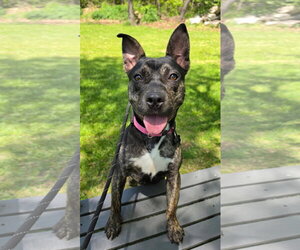 American Staffordshire Terrier-Unknown Mix Dogs for adoption in Rockaway, NJ, USA